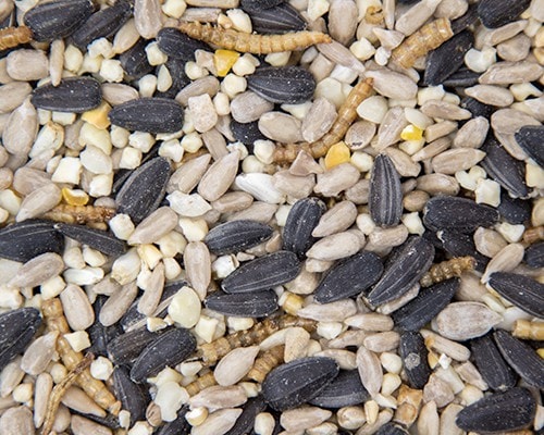 are bird seeds bad for dogs