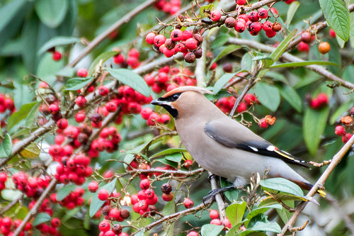 We saw Waxwings this year!