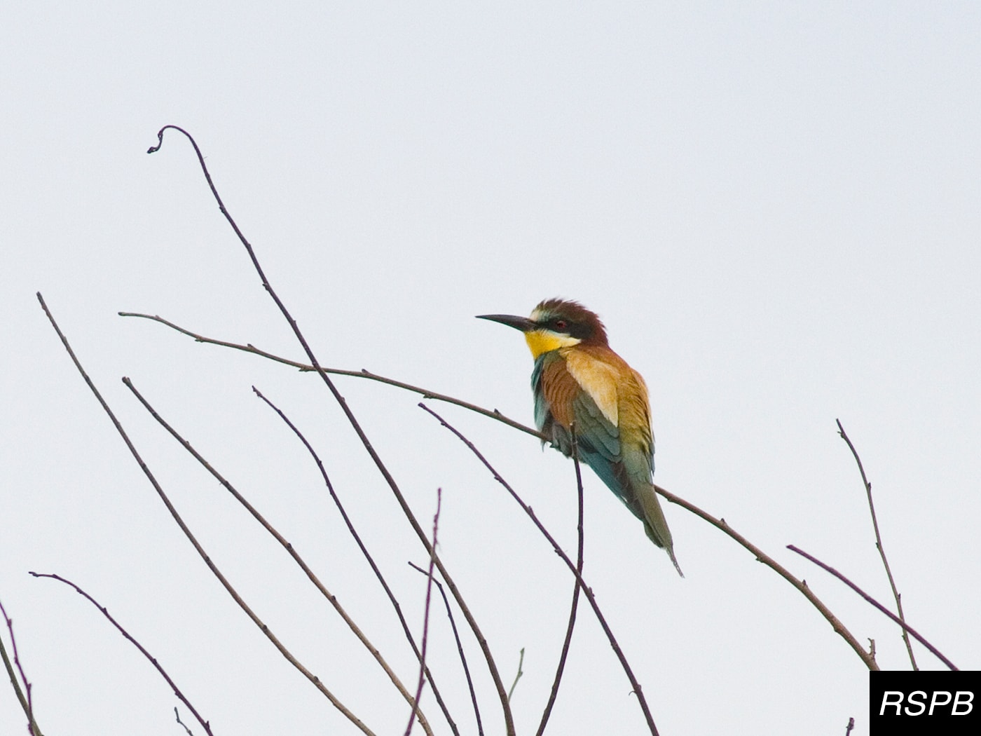 European bee-eater bird spotted in the UK! - Peckamix