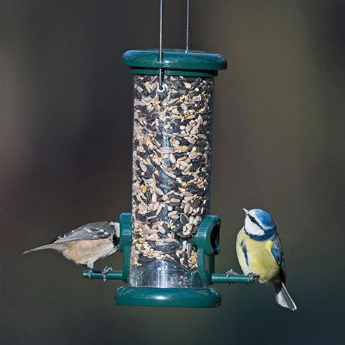 Bird Feeders & Accessories