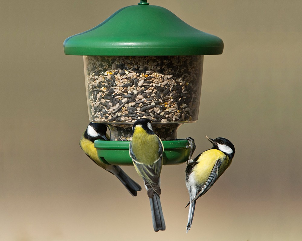 My Favourites™ Clinger Seed Feeder