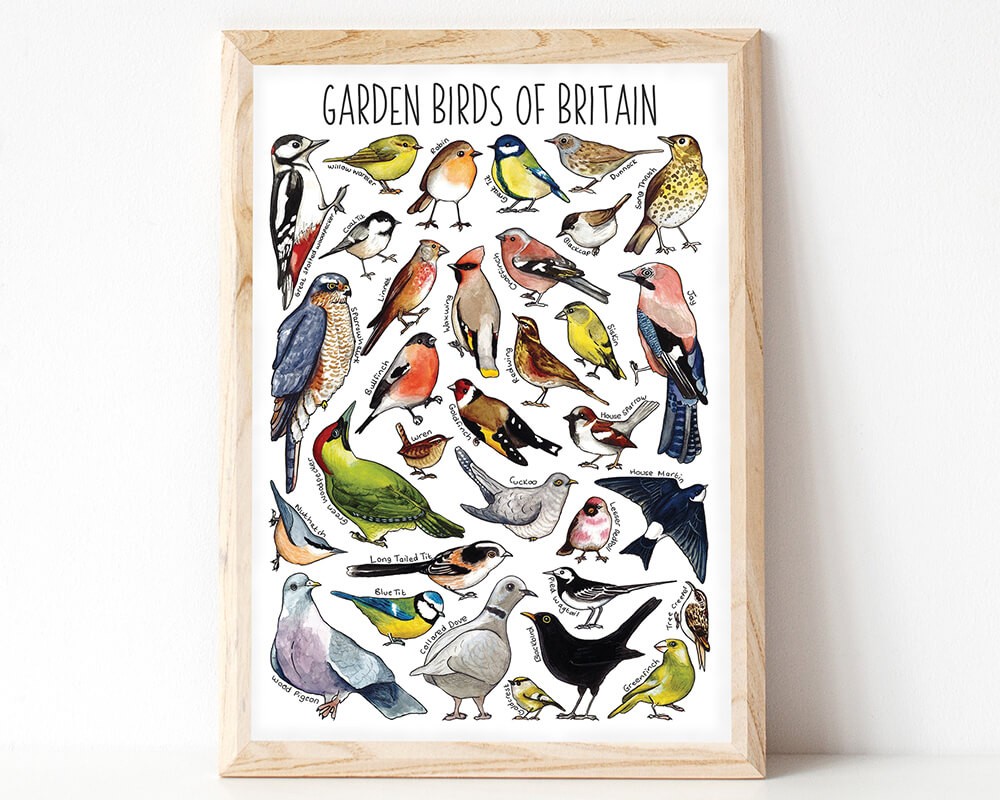 Garden Birds of Britain A4 Print