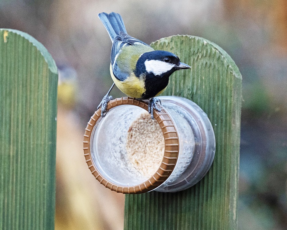 Flutter Butter Wall Feeder
