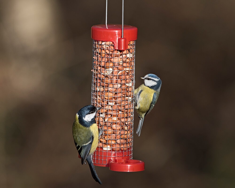 Get Set Go!™ Peanut Feeder