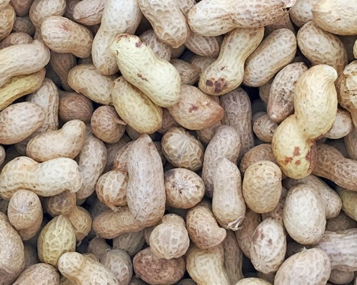 Peanuts in Shells (Monkey Nuts)