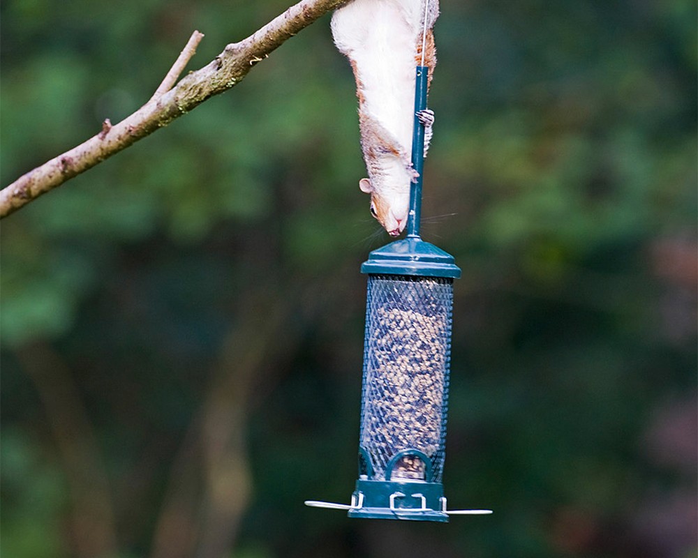 Squirrel Buster® Mini Seed Feeder