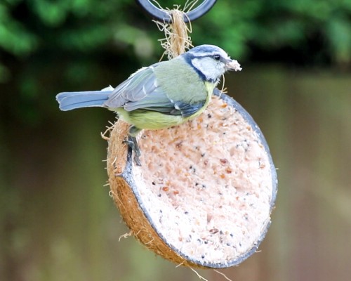 Suet Half Coconut - Insect Flavour