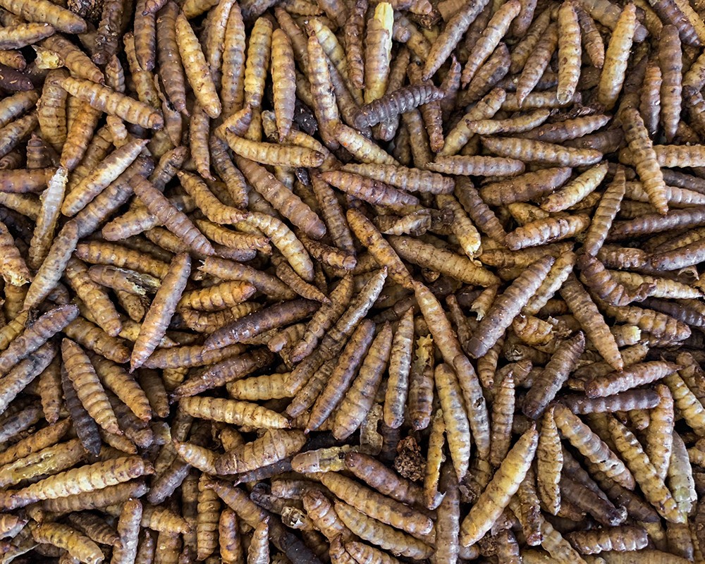 Dried Calci Worms