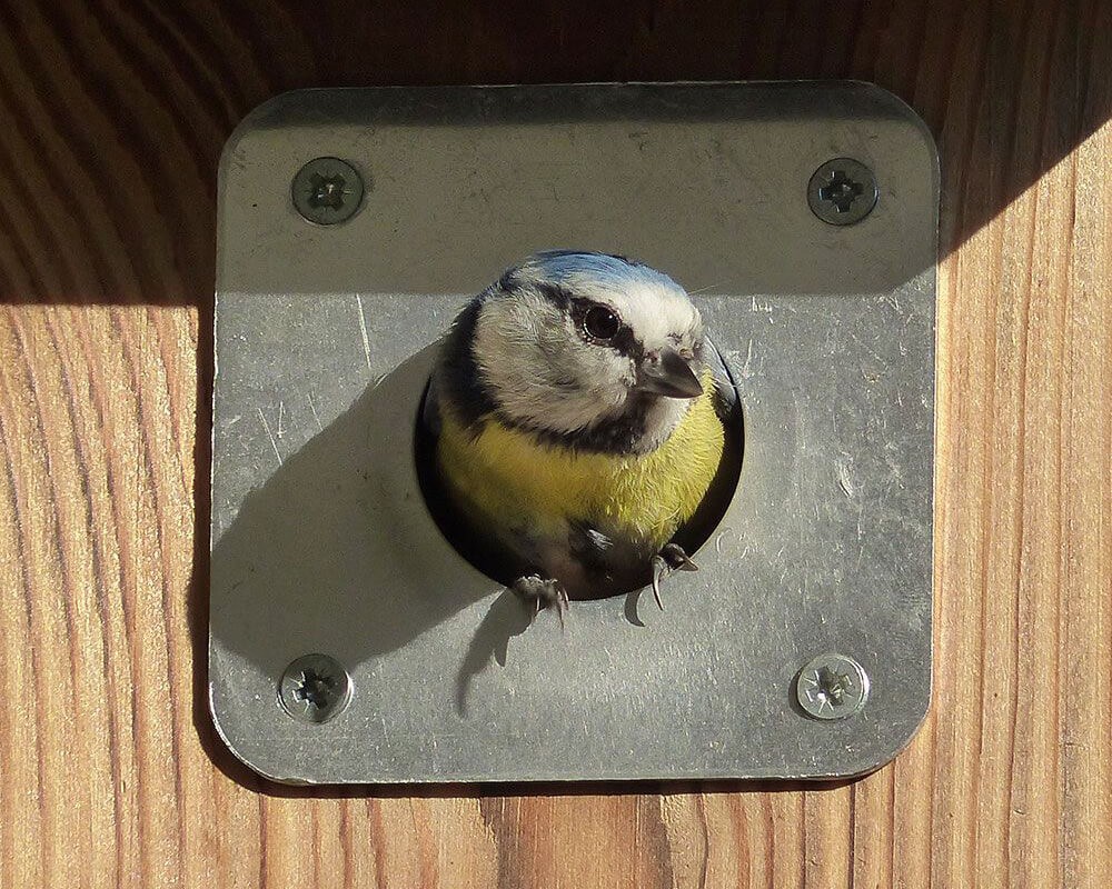 Nest Box Protection Plate