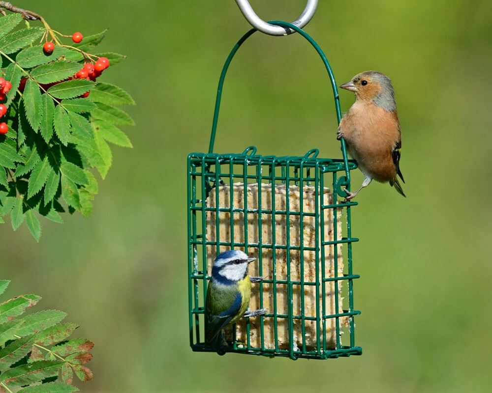 Suet Block Feeder