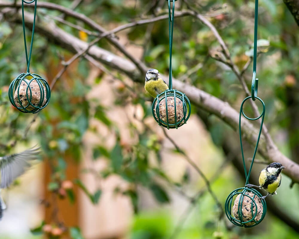 Lima Suet Ball Feeder