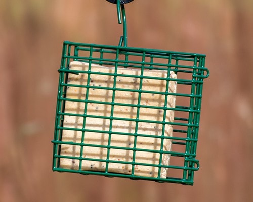 Suet Blocks - Insect Flavour