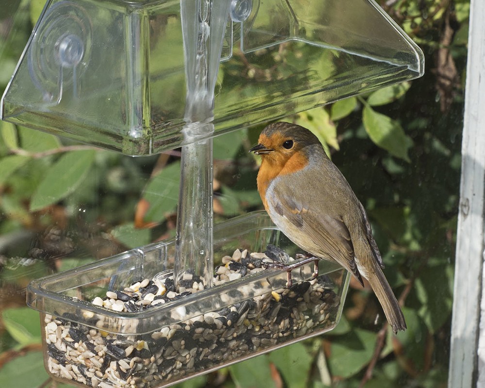 Upclose Window Feeder