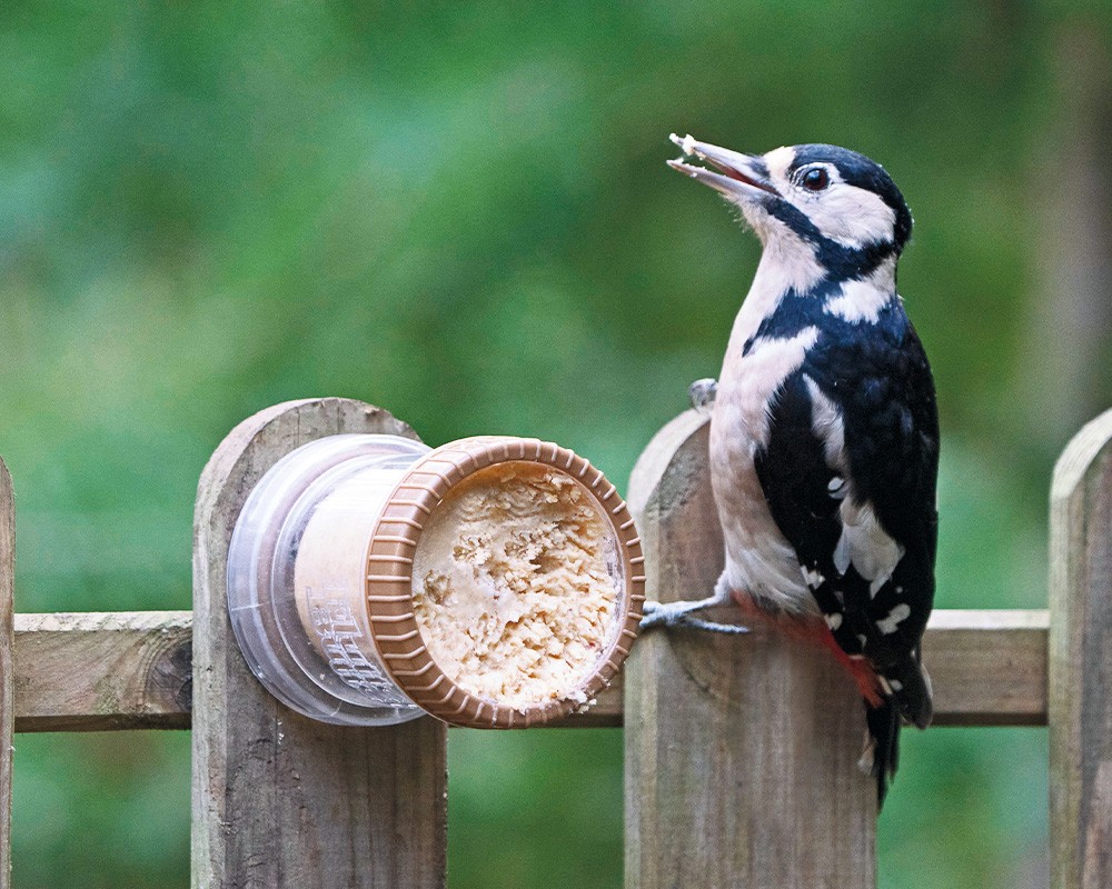 Flutter Butter Wall Feeder