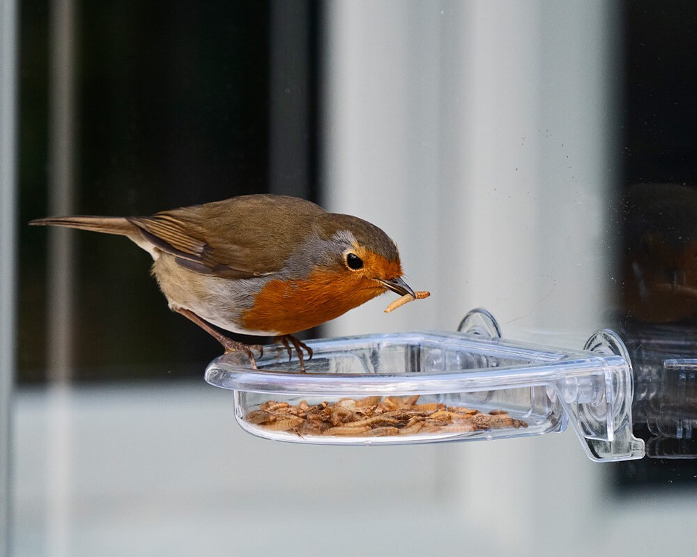 I Love Robins® TreatTray Window Feeder