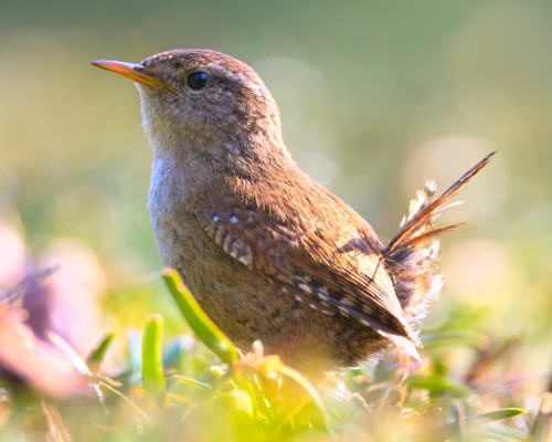 all about wrens