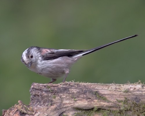 Long Tailed Tit