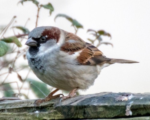 House Sparrow