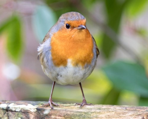Robin Red Breast Bird Facts