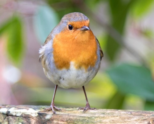 Robin