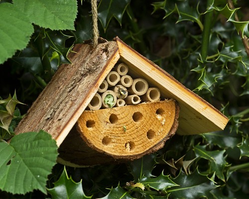 Bees, Bugs & Butterflies