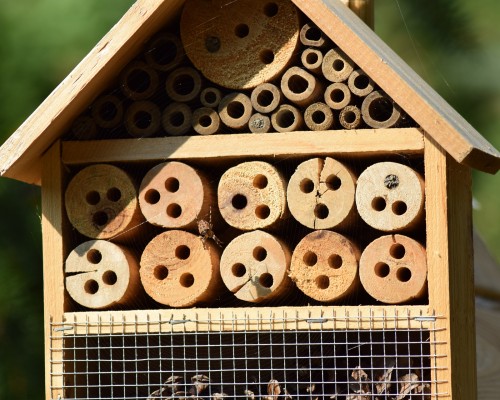 Bees, Bugs & Butterflies