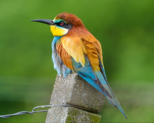 Rare bee-eater bird spotted in the UK!