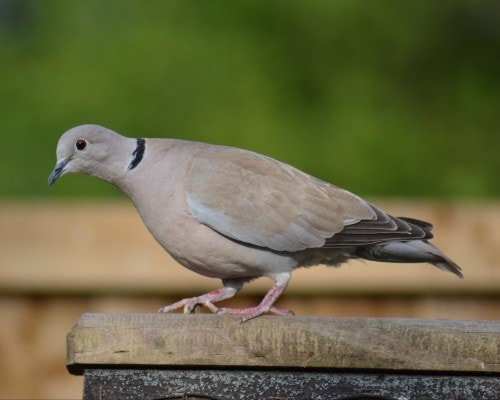 Collared Dove