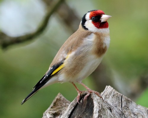 Goldfinch