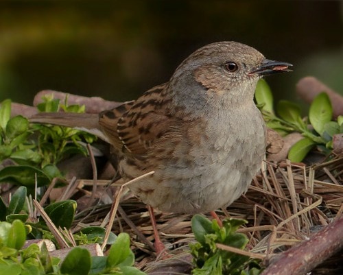 Dunnock Facts (Prunella Modularis)