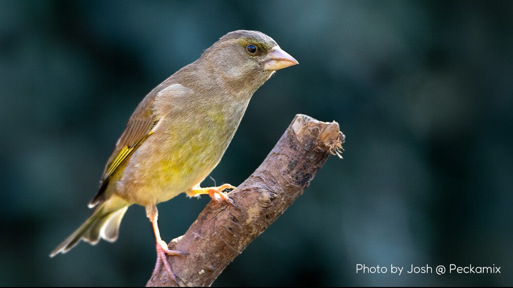 Best Practices for Safe Bird Feeding