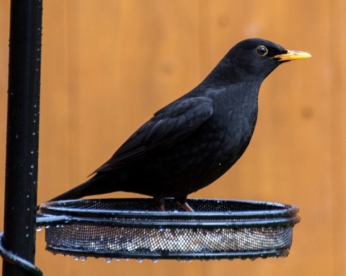 Blackbird Fact File - British Garden Wild Bird - Peckamix