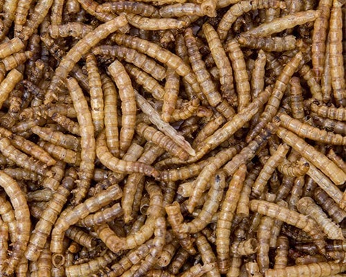 Mealworms & Calci Worms