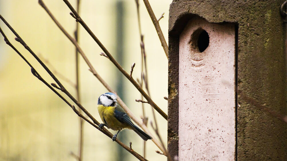 Give Garden Birds a Home: Your Guide to Nest Boxes